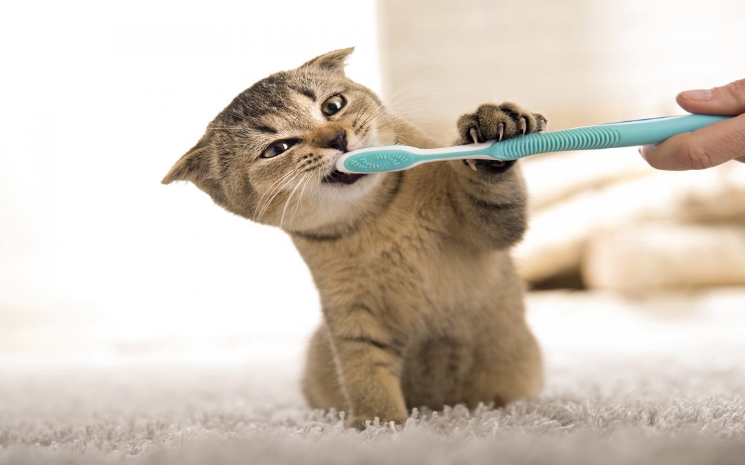 Tandenpoetsen bij Katten
