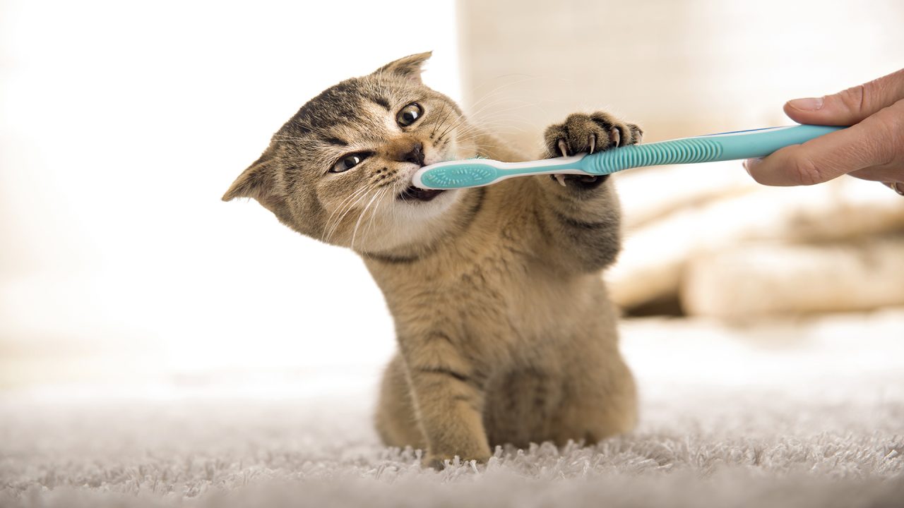 Tandenpoetsen bij Katten Kattenspeciaalzaak 4Cats