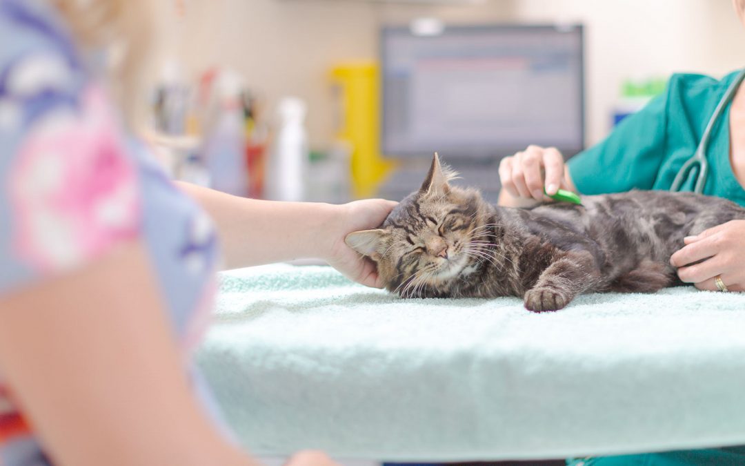 Tandenpoetsen bij Katten