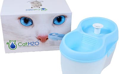 Cat H2O