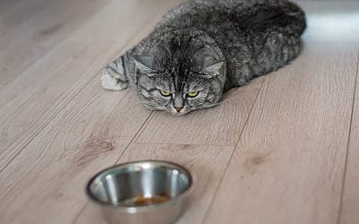Eet uw kat slecht?